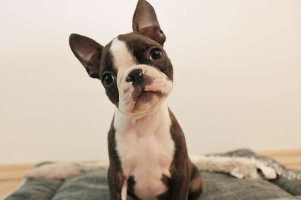 Welpen Bilder !-Beitrag-Bild