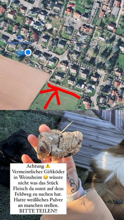 Giftköder-Vermeintlicher Giftköder-Bild