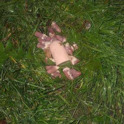 Giftköder-Möglicherweise Giftköder?!-Bild