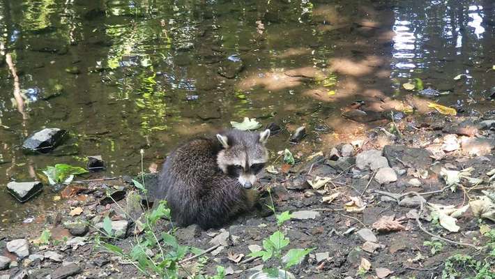 Giftköder-Verletzter Waschbär an der Parthe-Bild