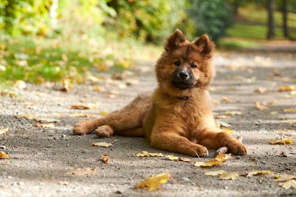Eurasier hier?-Beitrag-Bild