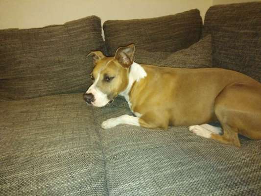 Hund aus dem Spanischen Tierschutz-Beitrag-Bild