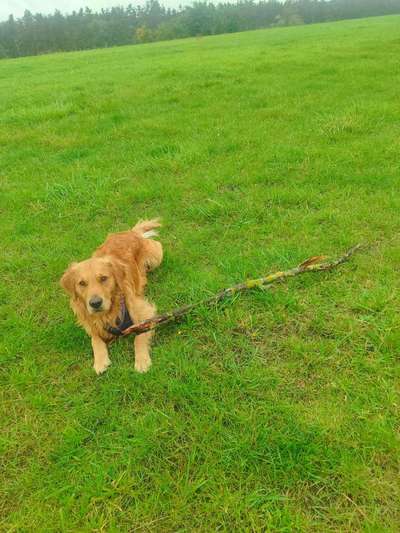 Hundeauslaufgebiet-Ehemaliger Schuttberg/Müllberg am Verkehrsübungsplatz in Nürnberg-Bild