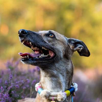 Hundetreffen-Gassirunde zum Kontakte knüpfen :)-Bild