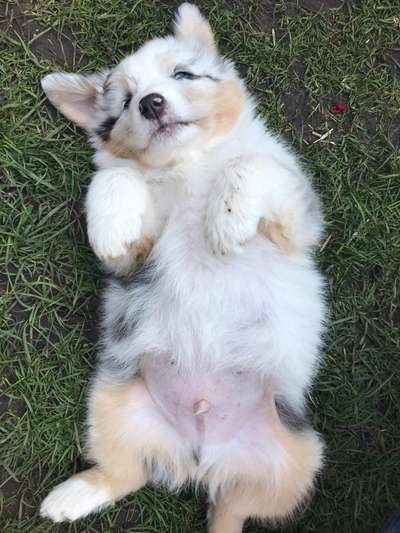 Als Welpen sind sie alle noch süßer-Beitrag-Bild