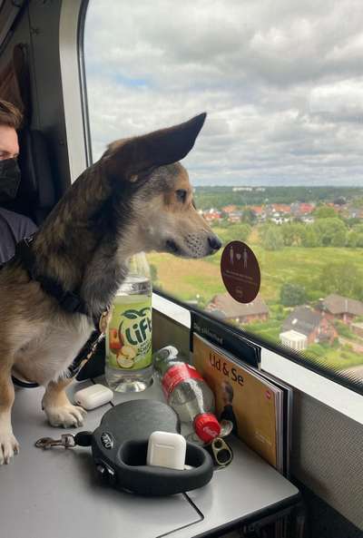 Transporttasche für kleine Hunde, Deutschebahn.-Beitrag-Bild
