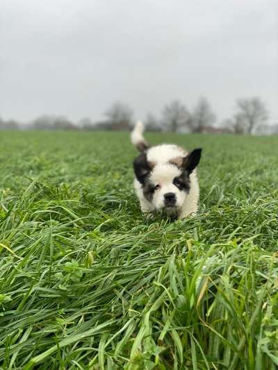 Fotochallenge 66 ~ Rennaction -Zeig deinen Hund im Lauf-Beitrag-Bild