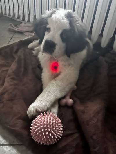 Welpen Bilder !-Beitrag-Bild