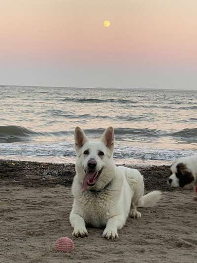 Weißer Schweizer Schäferhund-Beitrag-Bild