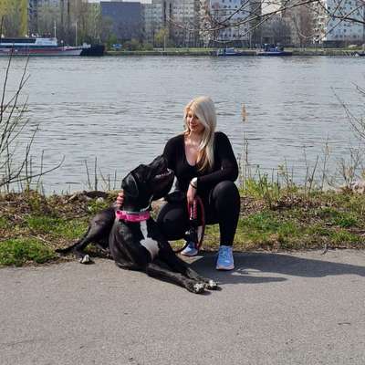 Hundetreffen-Spielen in der Prater-Hundezone