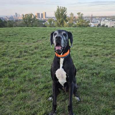 Hundetreffen-Social walk🐕‍🦺-Bild