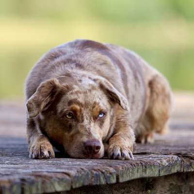 Hundetreffen-Spielrunde/Gassirunde-Bild