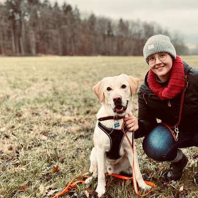 Hundetreffen-Hundefreund oder Freundin zum entspannten Spazieren lernen gesucht-Bild