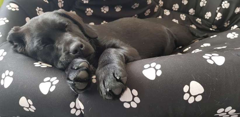 Labradorfans-Beitrag-Bild