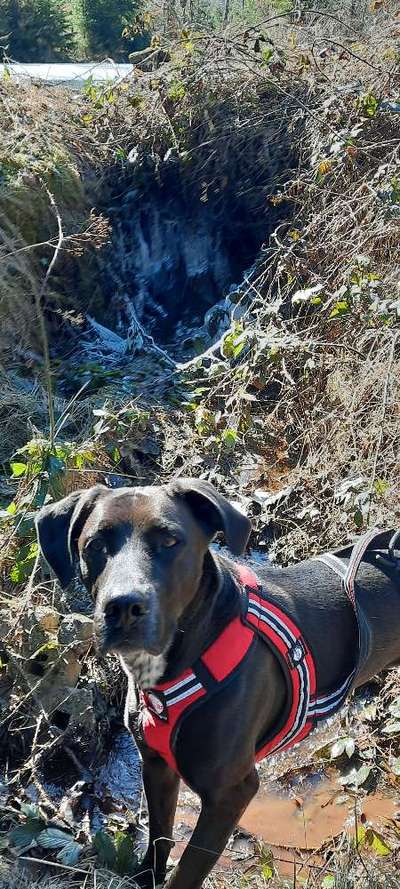 Labradorfans-Beitrag-Bild