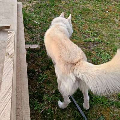 Suchmeldung-Nanook und Takaani-Bild