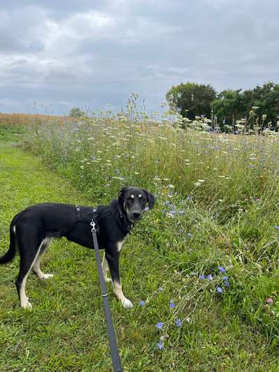 Hütehund Alternativaufgaben-Beitrag-Bild