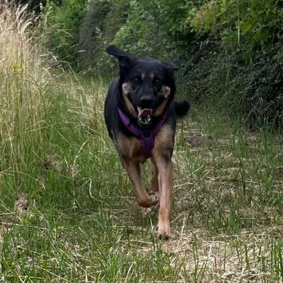 Hundetreffen-Suche: Hundetreffen aller Art-Bild