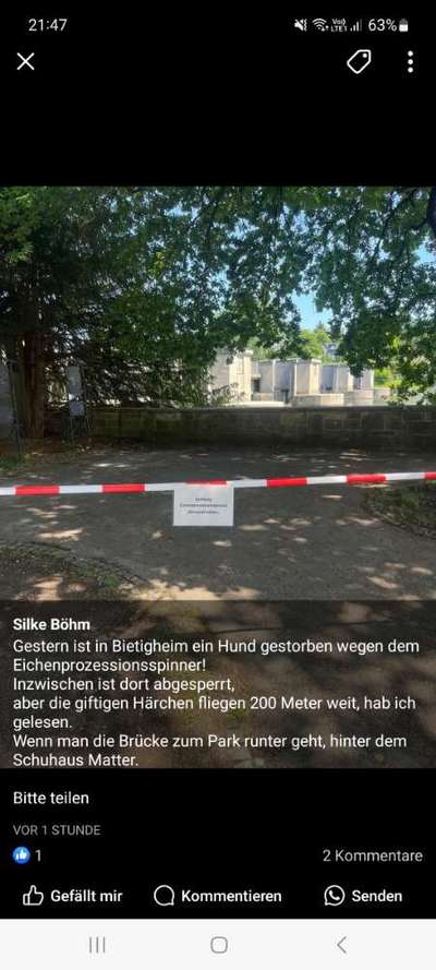 Giftköder-Eichenprozesiosspinner-Bild
