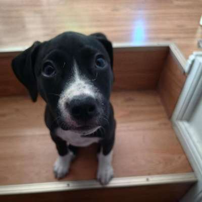 Hundetreffen-Welpenspielgruppe in Weißensee: Kleine Pfoten gesucht!-Bild