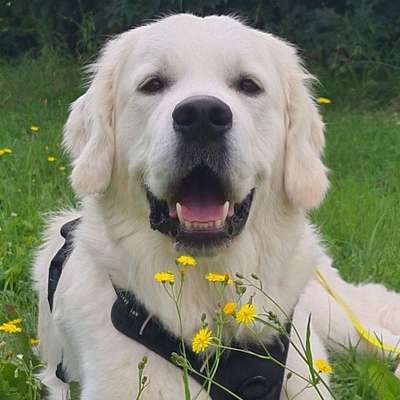 Hundetreffen-Gassi-Kumpel gesucht-Bild