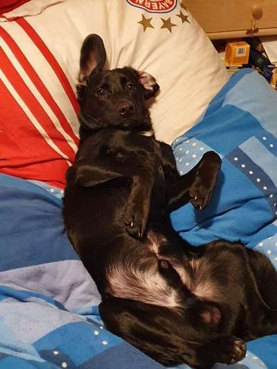 Heute gibt es.....der "ich mach die Leckerlis-Selber-Thread"-Beitrag-Bild