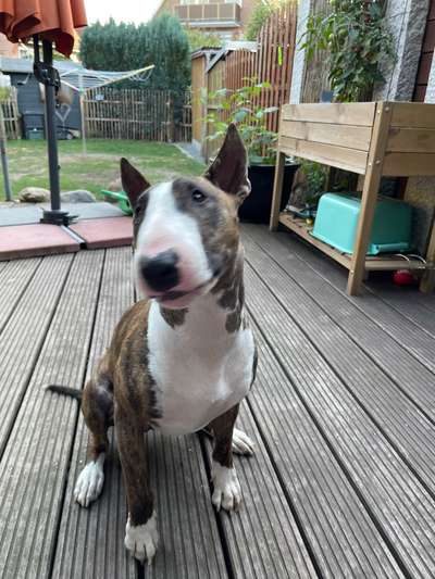 Miniatur Bull Terrier-Beitrag-Bild