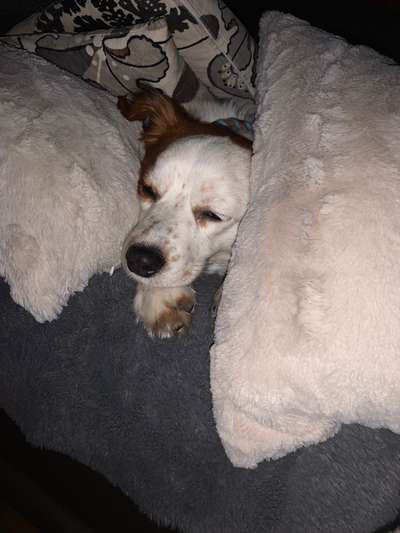 Dogorama Photo Challenge - Portrait-Beitrag-Bild