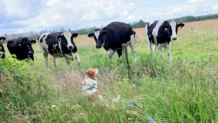 Dogorama Photo Challenge - Zufallsfund beim Gassi-Beitrag-Bild