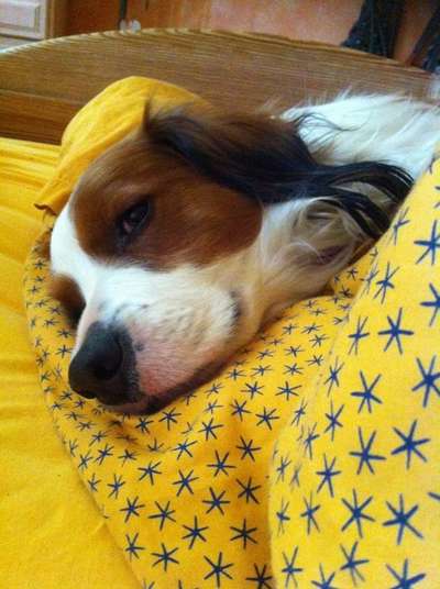 Darf der Hund bei Euch im Bett schlafen?-Beitrag-Bild