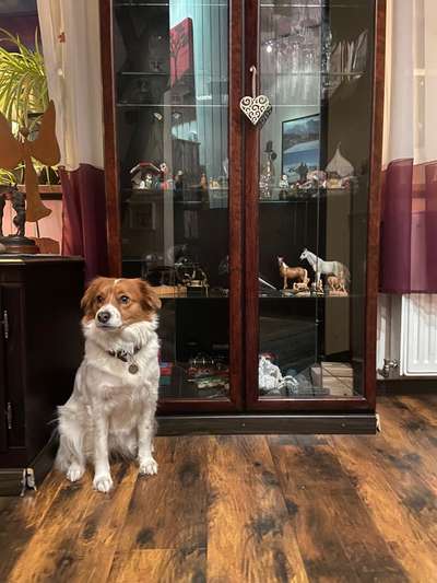 Dogorama Photo Challenge - Portrait-Beitrag-Bild