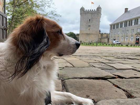 Dogorama Photo Challenge - Gassipause-Beitrag-Bild