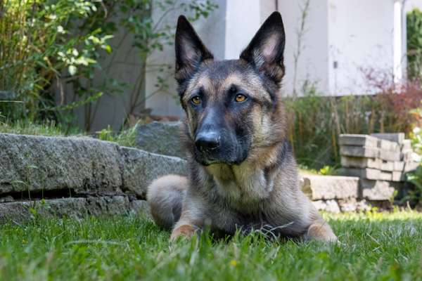 Mischlingshunde Foto Aufruf-Beitrag-Bild