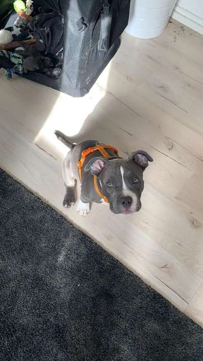 Wo sind meine AMERICAN BULLDOGS?-Beitrag-Bild