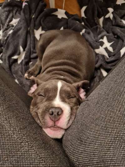 Welpen Bilder !-Beitrag-Bild