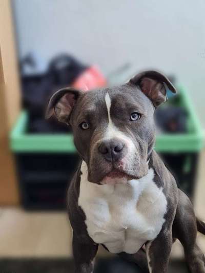 Seltene Rassen!-Beitrag-Bild