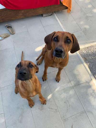 Rhodesian Ridgeback-Beitrag-Bild