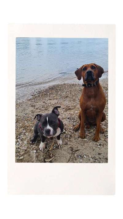 Dogorama-Monats-Challenge-Mai "Wasser"-Beitrag-Bild