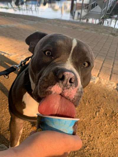 Die Dogorama Kalender Challenge 4/4-Beitrag-Bild