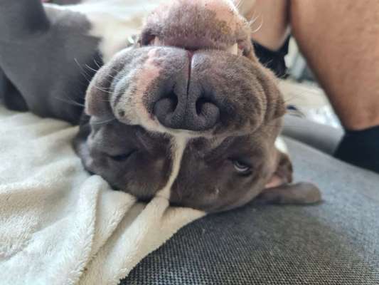 Wo sind die ganzen Molosser? Zeigt doch mal Eure Molosser-Beitrag-Bild