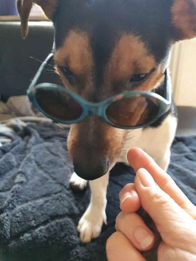 Zeige das lustigste Bild eures Hundis-Beitrag-Bild