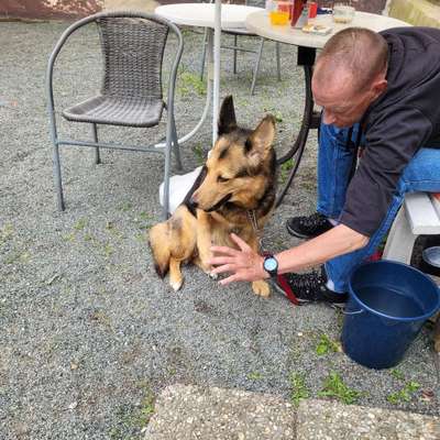 Hundetreffen-Spazieren gehen