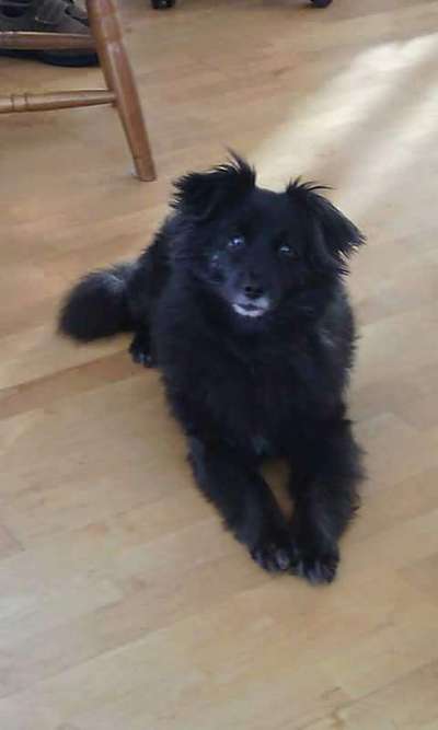 Unsere Fellnasen im Regenbogenland-Beitrag-Bild