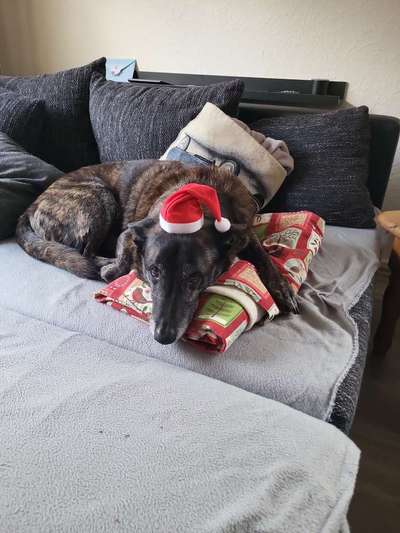 Dogorama Photo Challenge - Bescherung-Beitrag-Bild