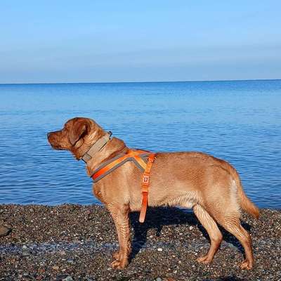 Hundetreffen-Spielen, Gassi, Sozialisieren-Bild