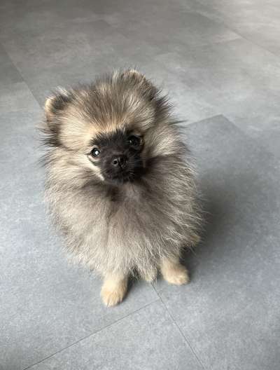 Pomeranian-Beitrag-Bild