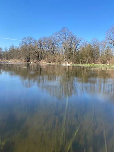 Hundeauslaufgebiet-Auwald Moosburg-Bild