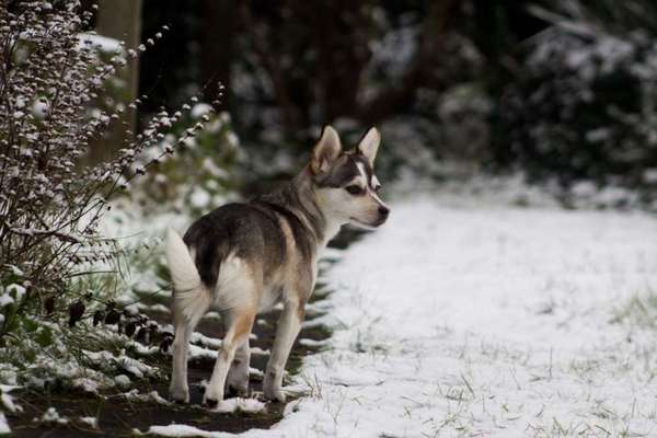 Pomsky-Beitrag-Bild