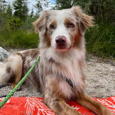 Hundetreffen-Trainingspartner für Hundebegegnungen gesucht-Bild