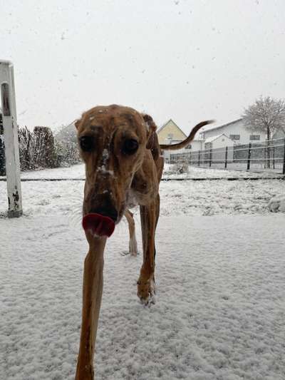 Dogorama Photo Challenge - Winterstimmung-Beitrag-Bild